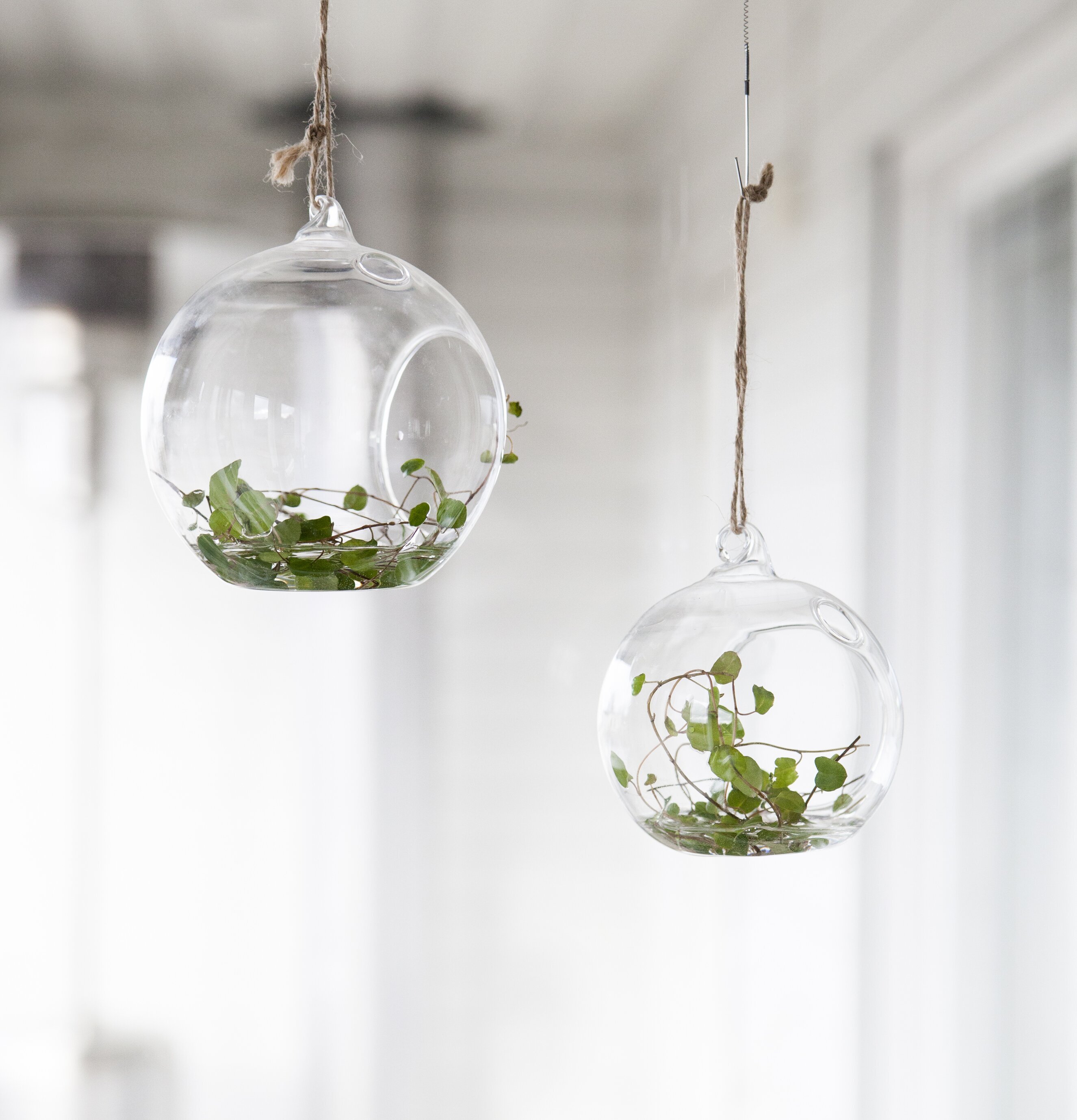 Bild av eleganta hängande glasklot med gröna växter