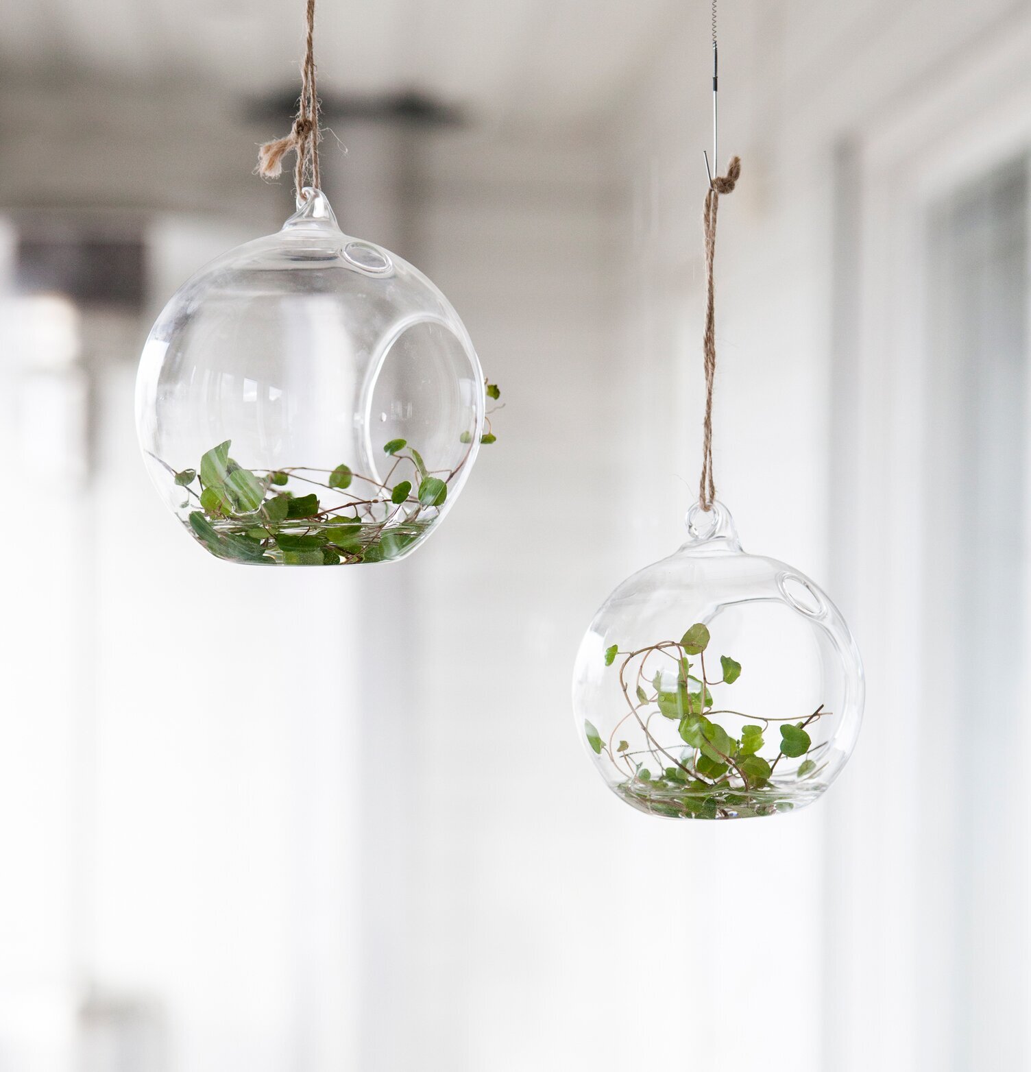 Ekhagen Glasboll Hängande Liten från Storefactory i glas