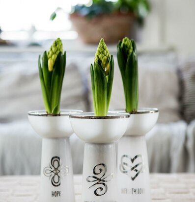 Bild av stilrena hyacintvaser i ljust, inbjudande rum