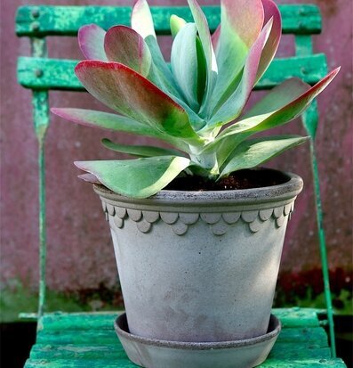 Bild av elegant blomkruka med växt och patinerad stol