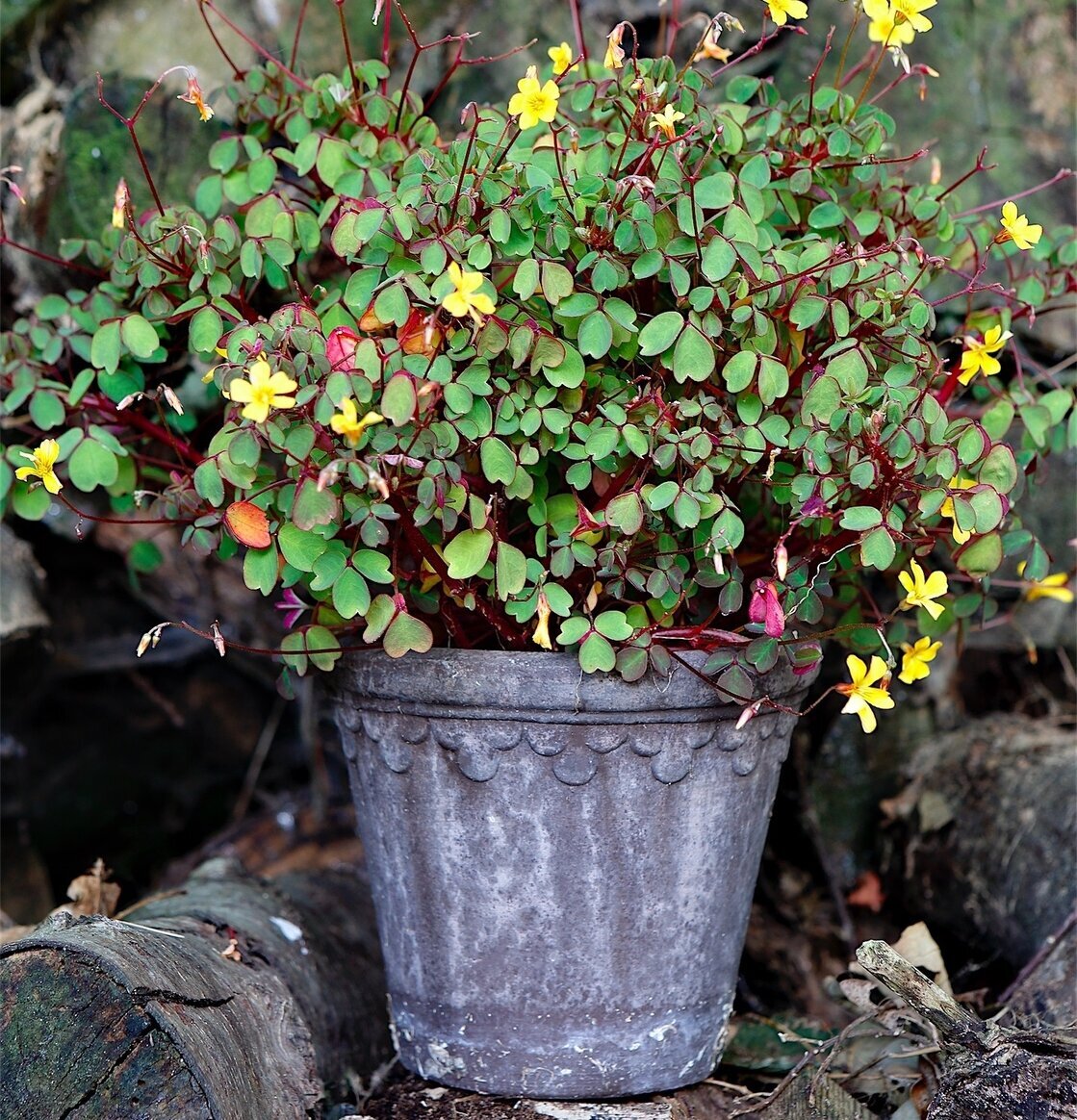Blomkruka Copenhagen Grey från Bergs Potter med växter