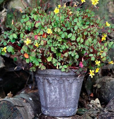 Bild av grå blomkruka i naturlig miljö med gula blommor