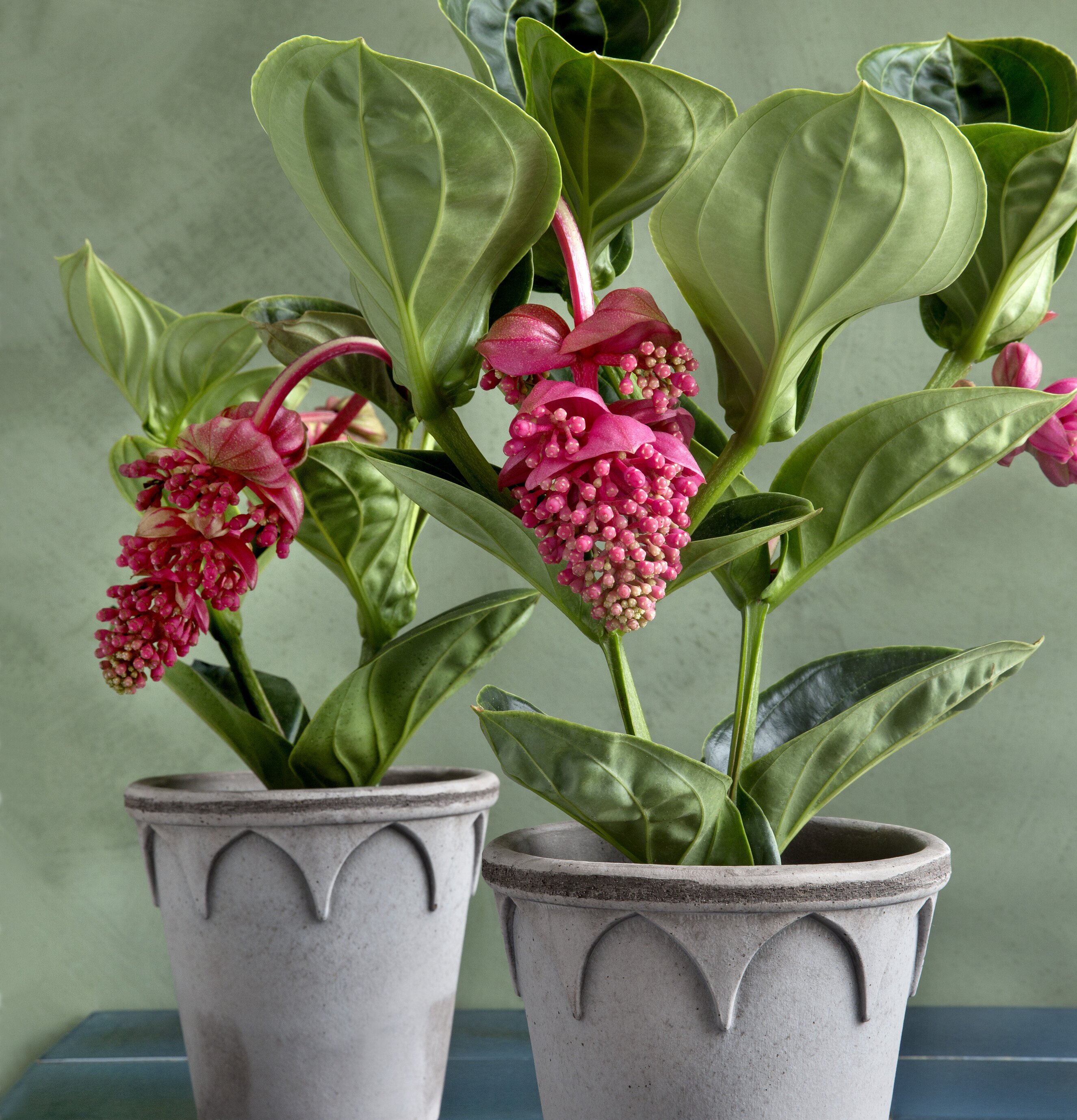 Bild av grå blomkrukor med gröna plantor och blommor