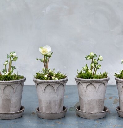 Bild av stilrena grå blomkrukor med vita blommor