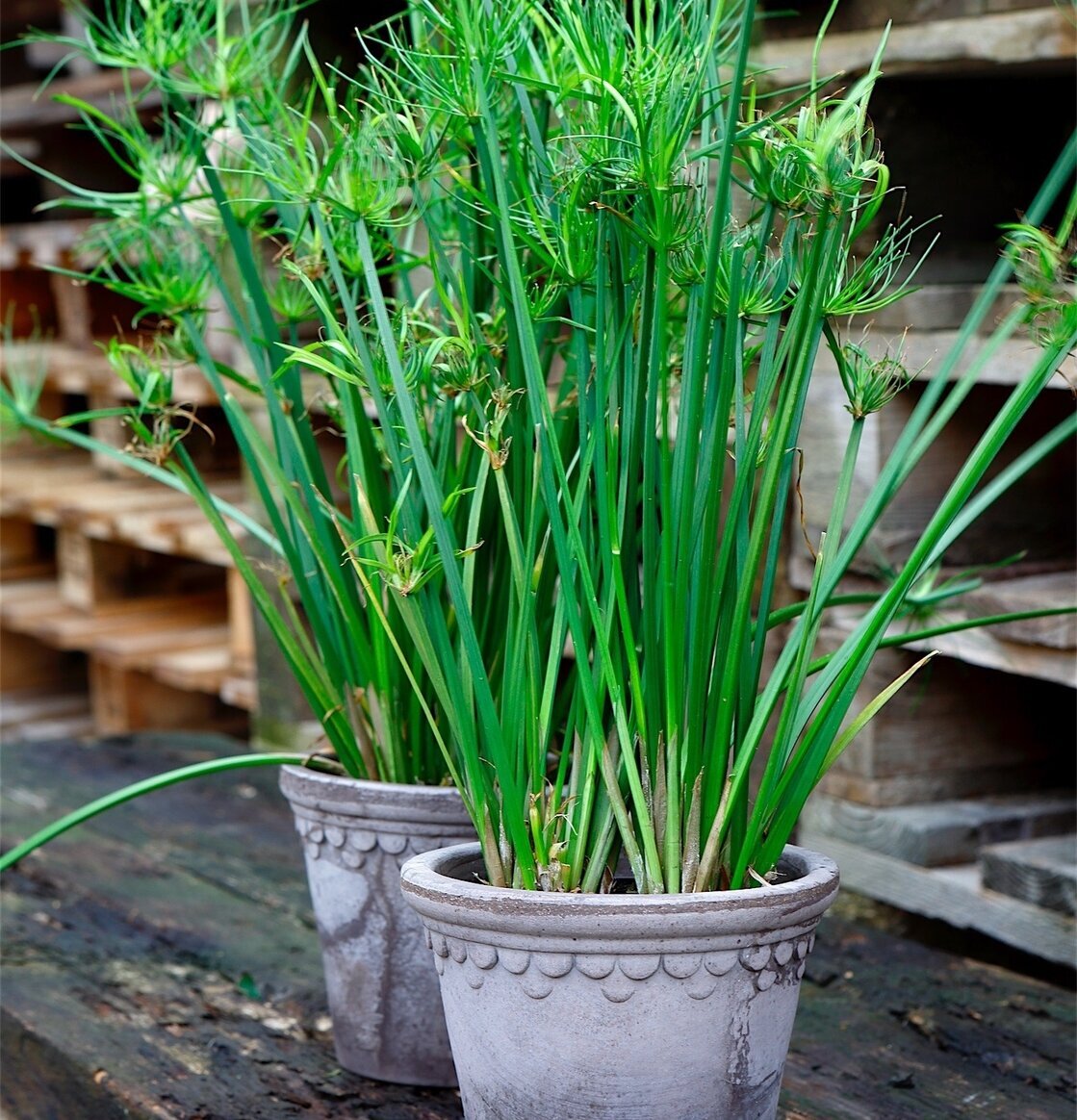 Foto av eleganta grå krukor med frodiga gröna växter