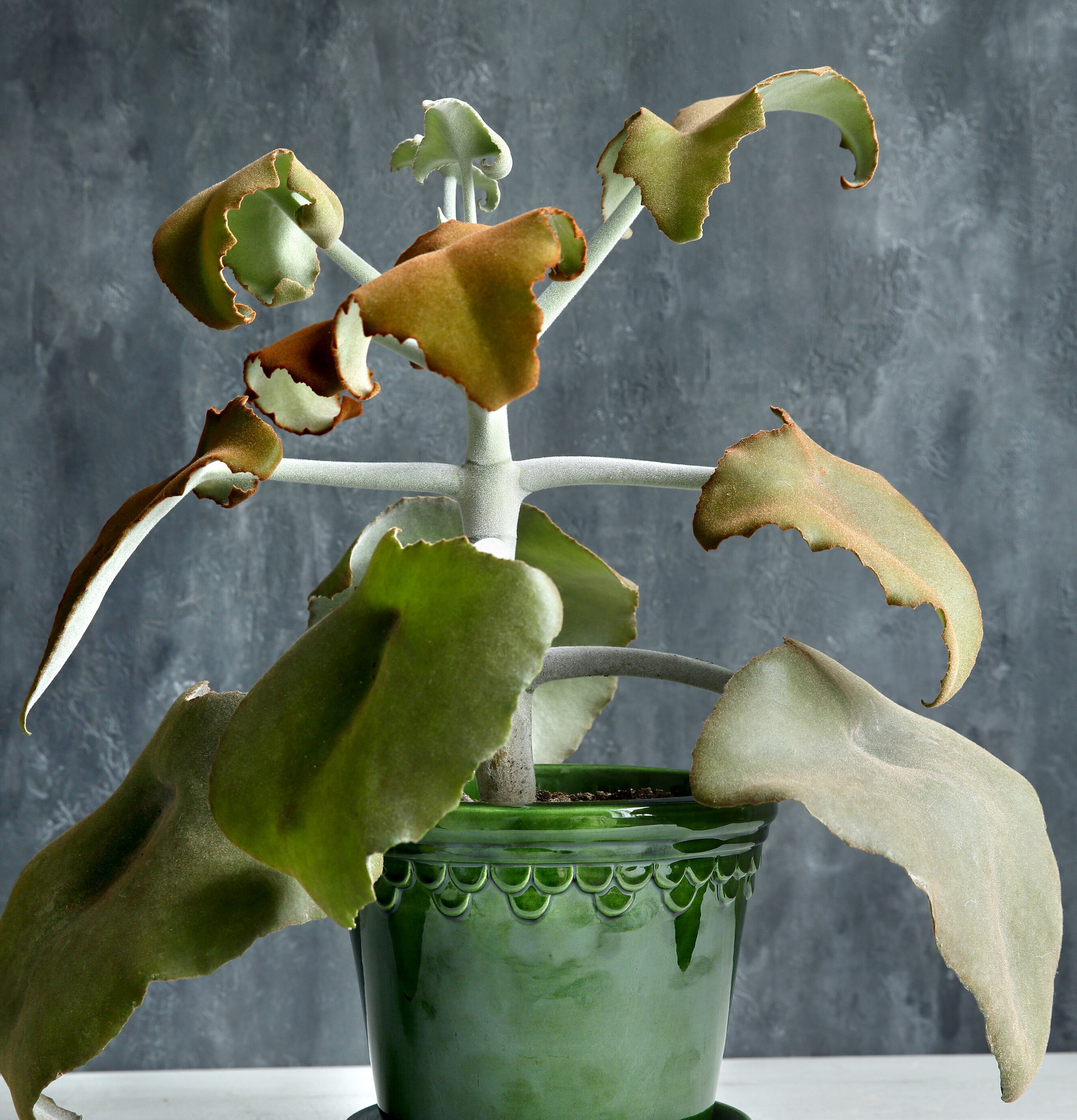 Bild av grön kruka med dekorativ växt och mönster