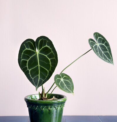 Bild av grön växt i keramikkruka på blått bord