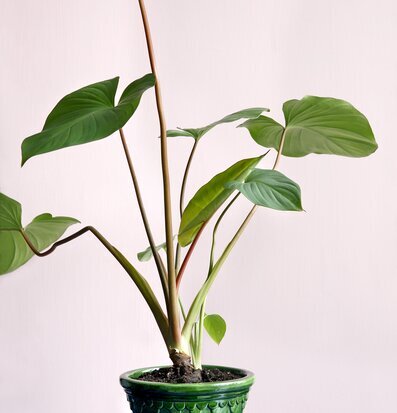 Foto av grön växt i smaragdgrön kruka med stil