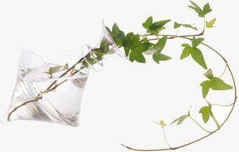 Bild av elegant glasvas med slingrande grön ranka