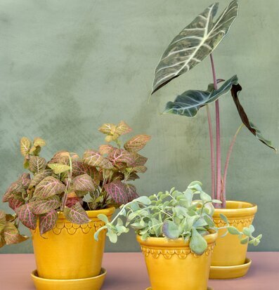 Bild av stilleben med krukväxter i färgglada krukor