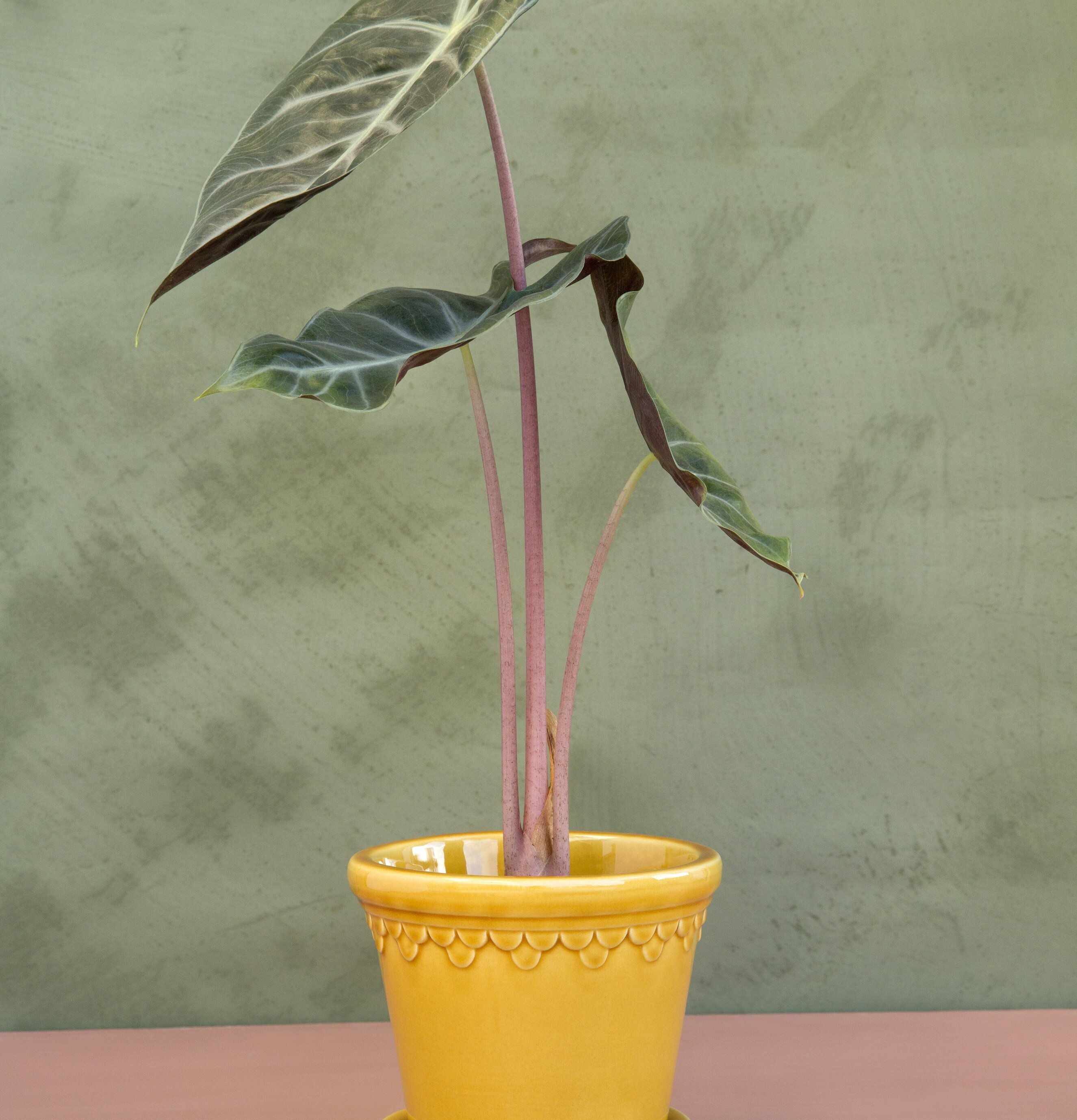 Copenhagen Yellow Amber från Bergs Potter på rosa yta