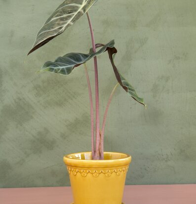 Foto av blomkruka med frodig växt i varm gul nyans