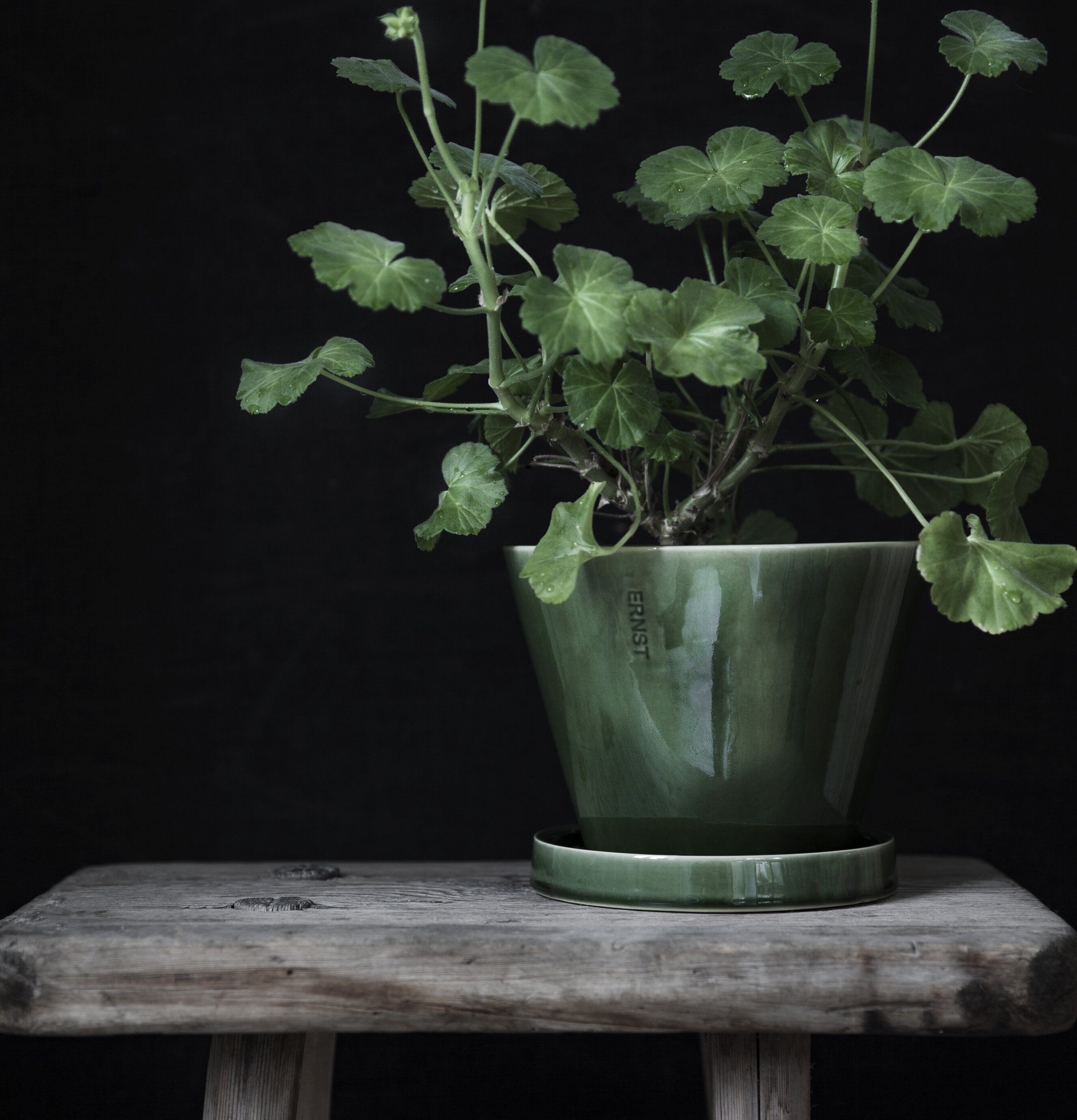 Kruka Med Fat Grön från Ernst på rustik träfärgad pall