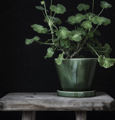 Foto av stilfullt arrangerad kruka med växt i hemmet