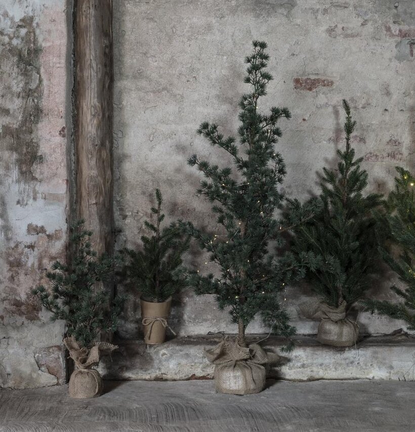 Bild av cederträd mot rustik vägg med ljusslingor