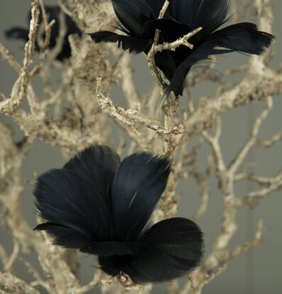 Foto av konstnärligt arrangemang med svarta fjädrar