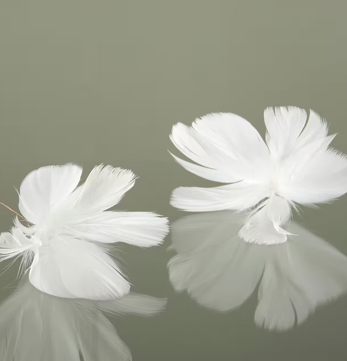 Foto av vita fjäderblommor på reflekterande yta