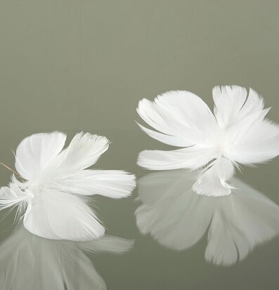 Foto av vita fjäderblommor på reflekterande yta