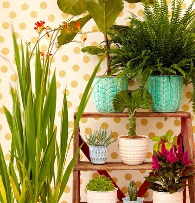 Foto av charmig inredning med växter och krukor