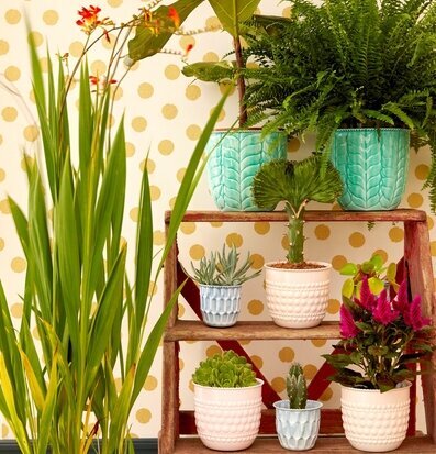 Foto av färgglada krukor och växter i harmonisk miljö