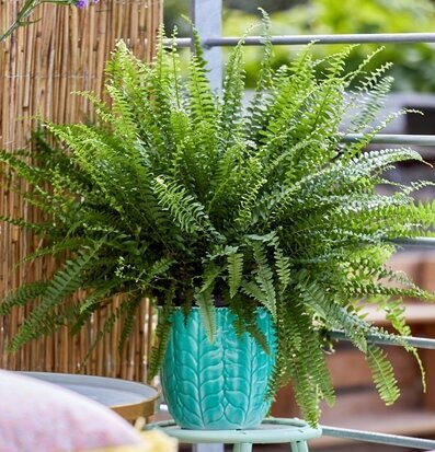 Bild av livfull trädgårdsmiljö med ormbunke i fokus