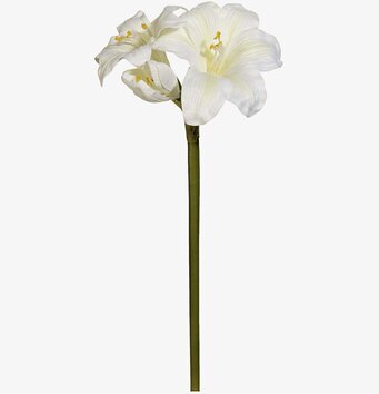Bild av elegant vit amaryllis med naturlig skönhet