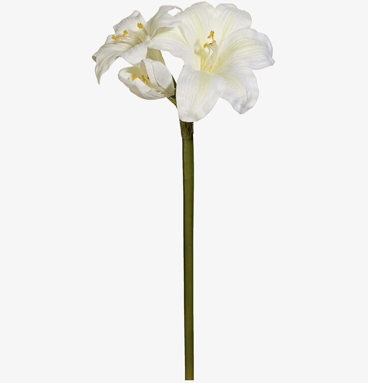 Bild av elegant vit amaryllis med naturlig skönhet