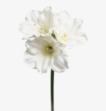 Bild av konstgjord amaryllis med realistiska detaljer