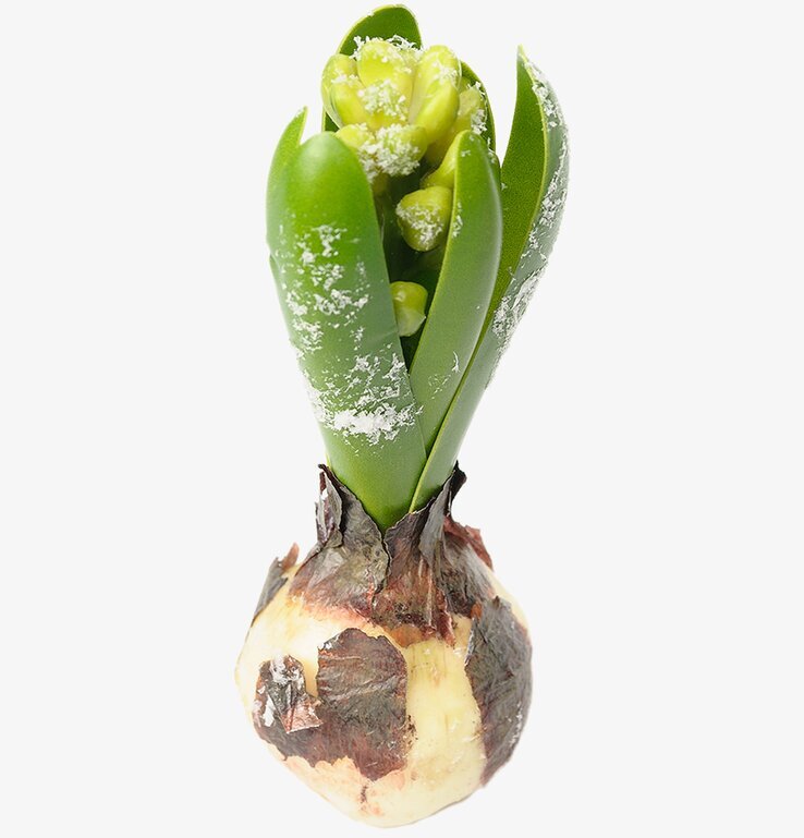 Bild av konstgjord hyacint med vintrigt frostigt tema