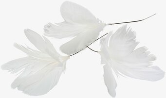 Bild av vita fjädrar med elegant och luftig textur