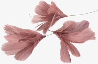 Bild av elegant fjäderdekoration i gammelrosa ton