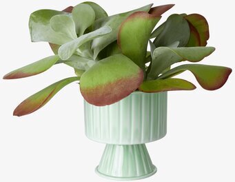 Bild av stilren blomkruka med frodig succulenta