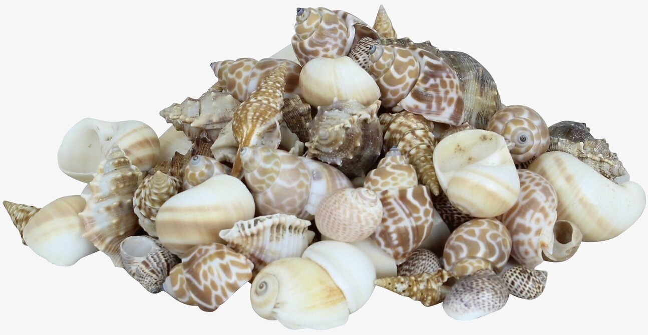 Snäckor i Glasburk Mellan från Strömshaga i glasburk