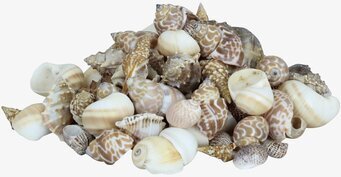 Bild av harmoniskt arrangerade snäckor i glasburk