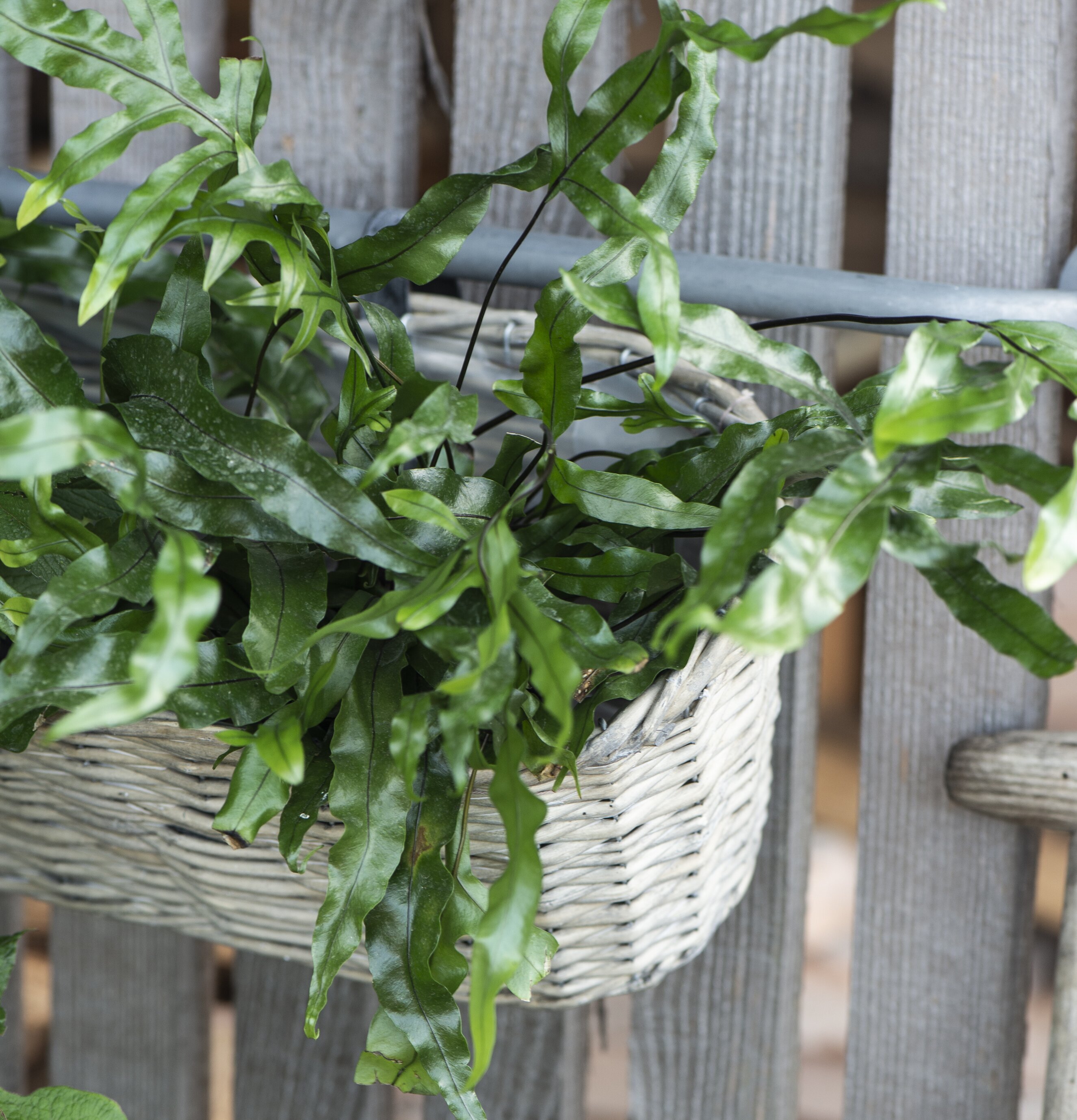 Bild av elegant vävd blomlåda med frodiga växter