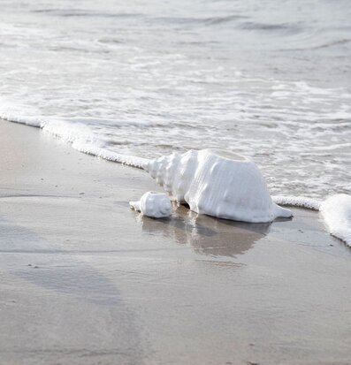 Bild av strand med snäckor och guldfärgat objekt