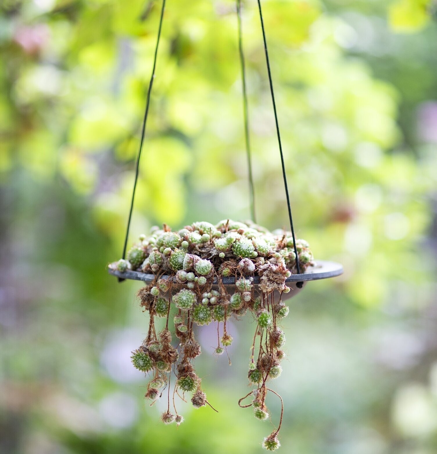 Fågelbad Gråsparv Litet från Eldgarden i lummig trädgård