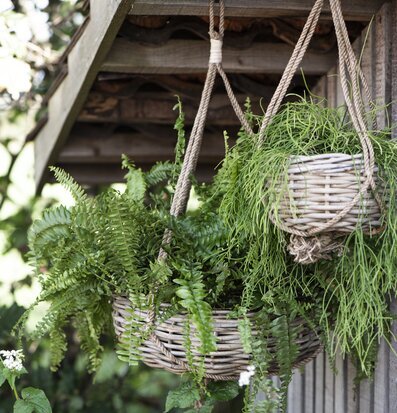 Bild av hängande korgampel i naturlig trädgårdsmiljö