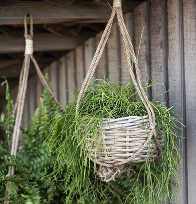 Bild av hängande korgar i rotting och jute med växter