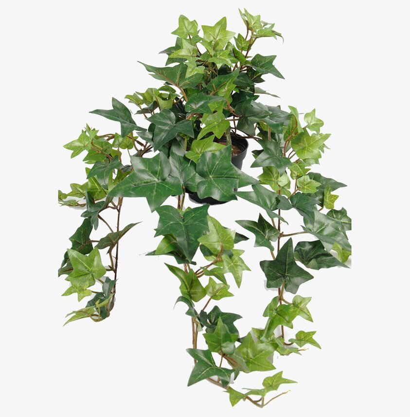 Murgröna I Kruka 60cm från Mr Plant i svart plastkruka