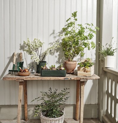 Bild av harmonisk altan med gröna växter och verktyg