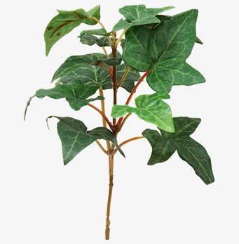 Bild av naturtrogen murgröna med realistiska detaljer