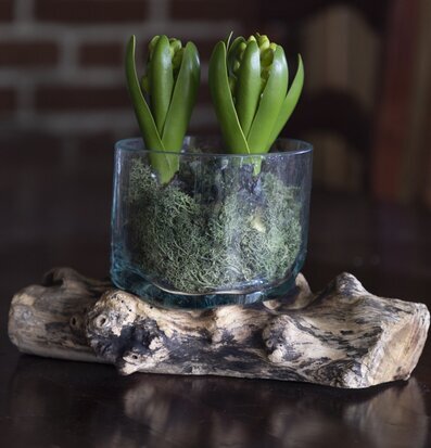 Foto av unik glasskål på trärot i hemtrevlig miljö