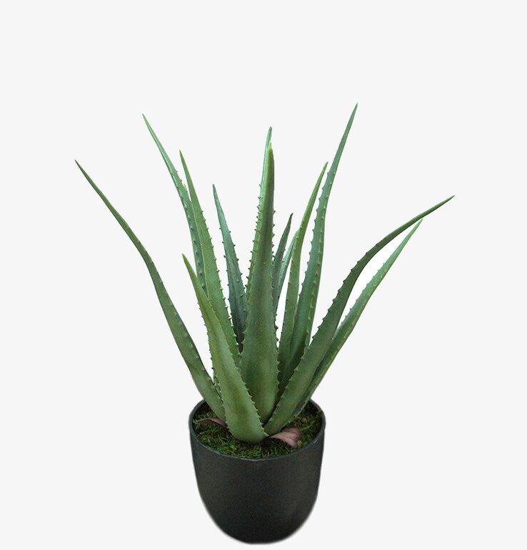 Aloe från Mr Plant i svart kruka med naturtrogna detaljer
