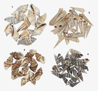 Bild av dekorativa snäckskal i fyra olika grupper