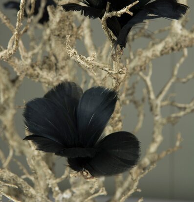 Bild av eleganta svarta fjädrar på rustika grenar