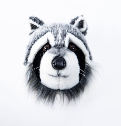 Bild av detaljerat och realistiskt tvättbjörnshuvud