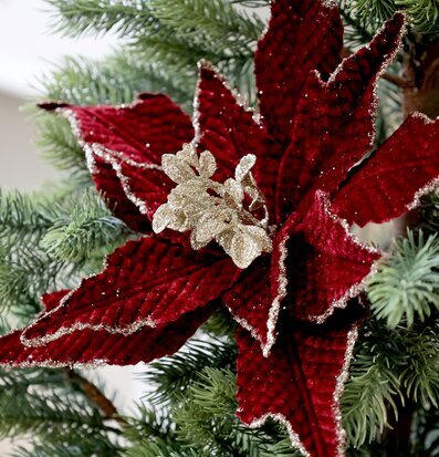 Foto av elegant julblomma med mörkröda och gyllene toner