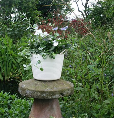 Bild av vit hink som kruka i naturskön trädgårdsmiljö