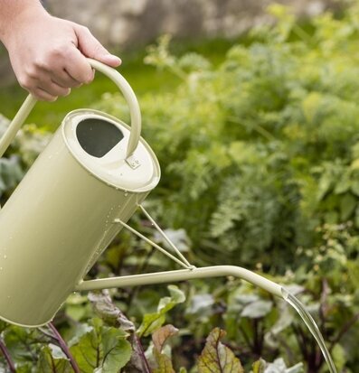 Foto av trädgårdsliv med ljusgrön vattenkanna